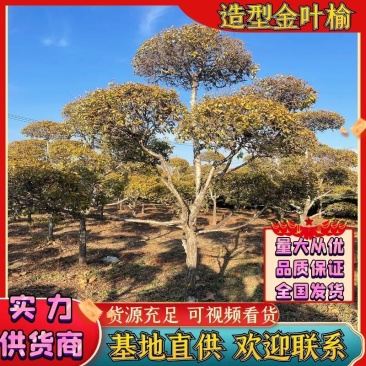 榆树黄金榆金叶榆造型金叶榆产地直供易成活欢迎联