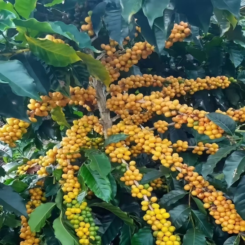 咖啡豆