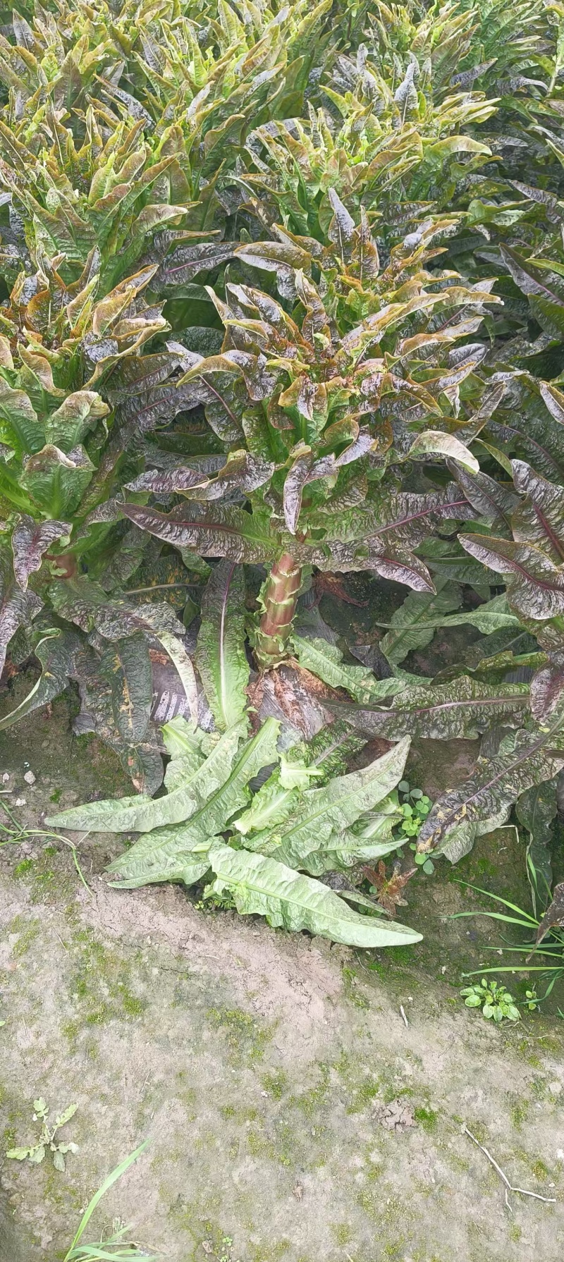 甘肃莴苣，光杆毛叶，市场工厂，产地大量供应，基地货源，
