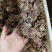 牛拆骨肉