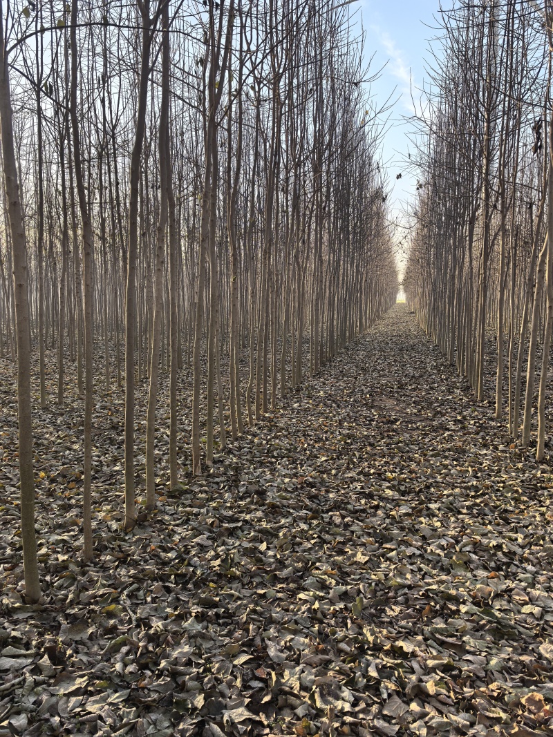 杜仲苗（自家优质杜仲苗圃基地，米经4一一8公分杆直冠好）