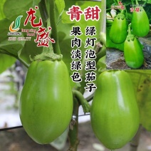 龙盛青甜茄子种子绿色灯泡茄子种子果肉淡绿色杂交茄子种籽基