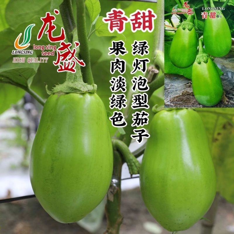 龙盛青甜茄子种子绿色灯泡茄子种子果肉淡绿色杂交茄子种籽基