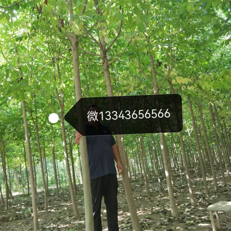 杜仲苗（精品，自家园里的）