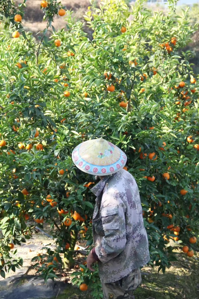 沃柑源充足，产地直发，诚信经营，欢迎客商来电