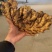 小黄姜山东精品生姜规格齐全低价对接全国市场