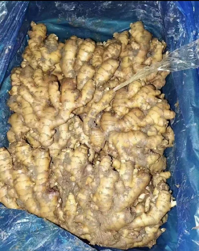 小黄姜山东精品生姜规格齐全低价对接全国市场