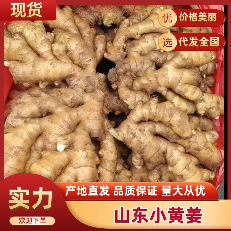 小黄姜山东精品生姜规格齐全低价对接全国市场