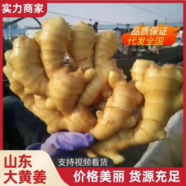 山东大黄姜大量现货供应，量大价优，品质保证，代发全国市场