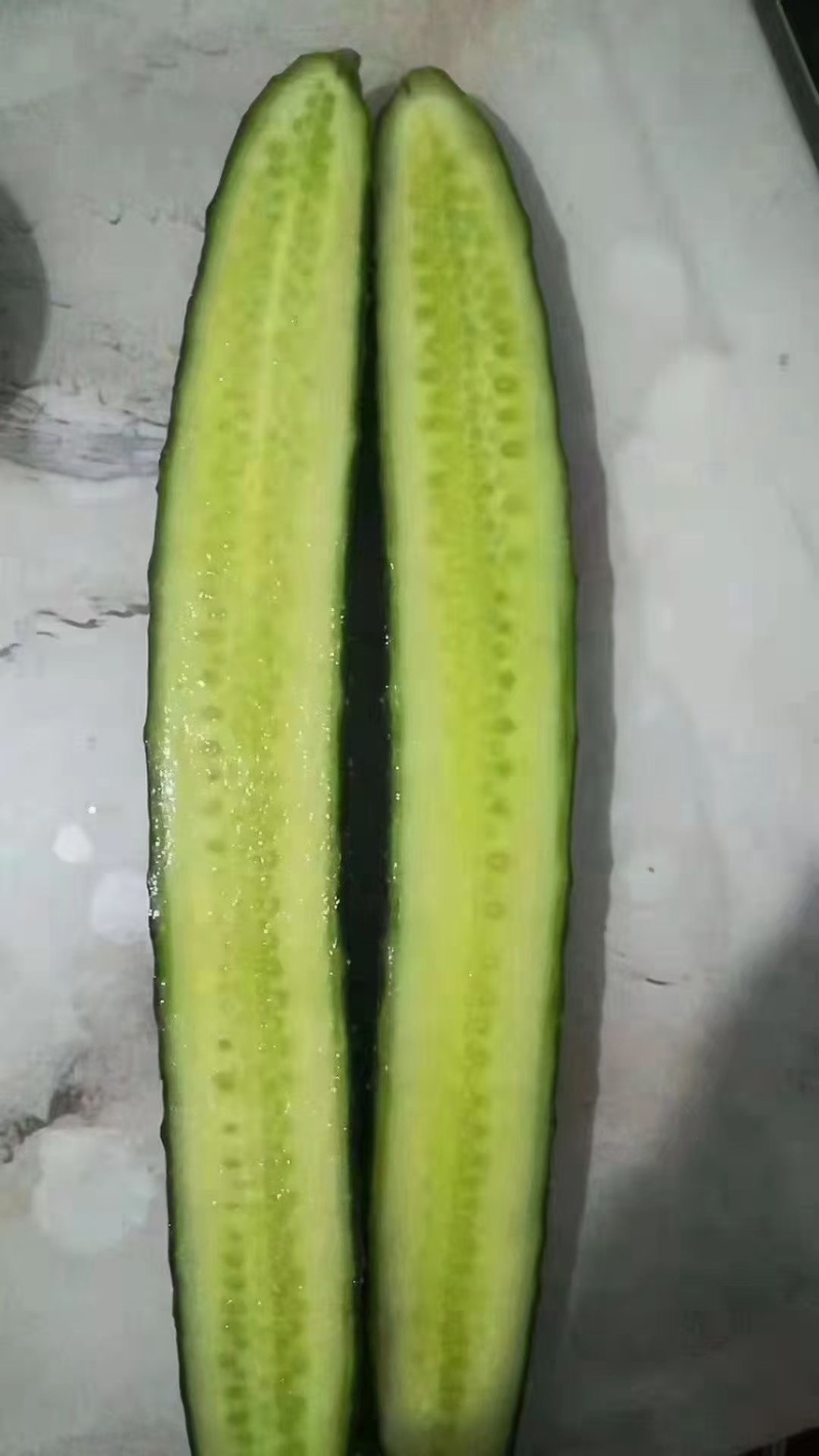 河南商丘夏邑密刺黑油亮青瓤黄瓜，顶花带刺黄瓜。密刺黄瓜