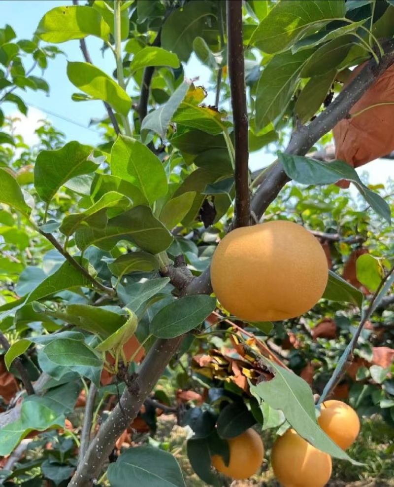 精品山东秋月梨一手货源对接全国量大从优质量保证欢迎咨询