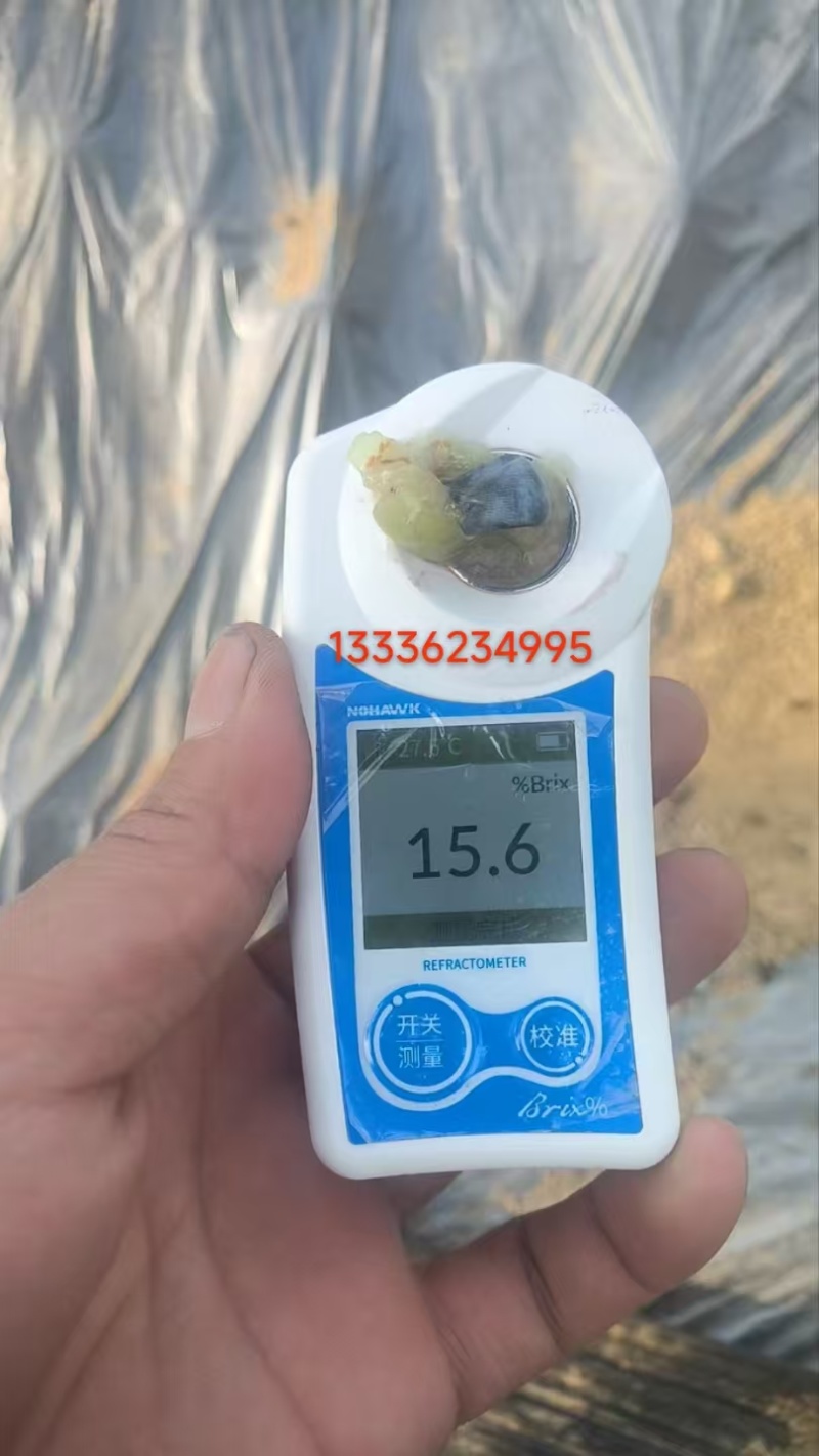 山东莒县花香25，F6,L11等大量上市，欢迎各地收购商