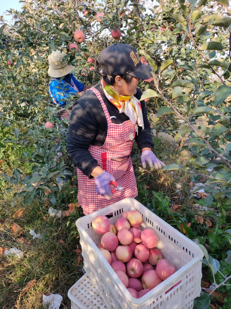 精品红富士苹果新鲜采摘量大从优质量保证欢迎咨询