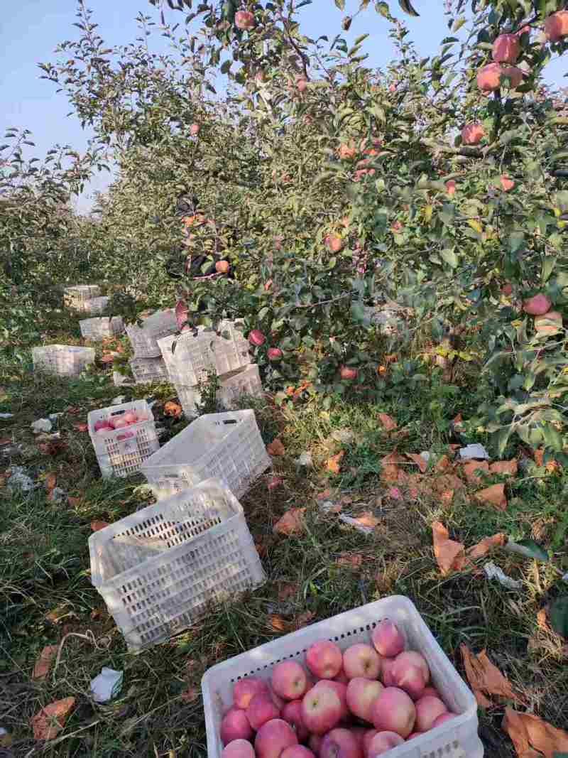 精品红富士苹果新鲜采摘量大从优质量保证欢迎咨询