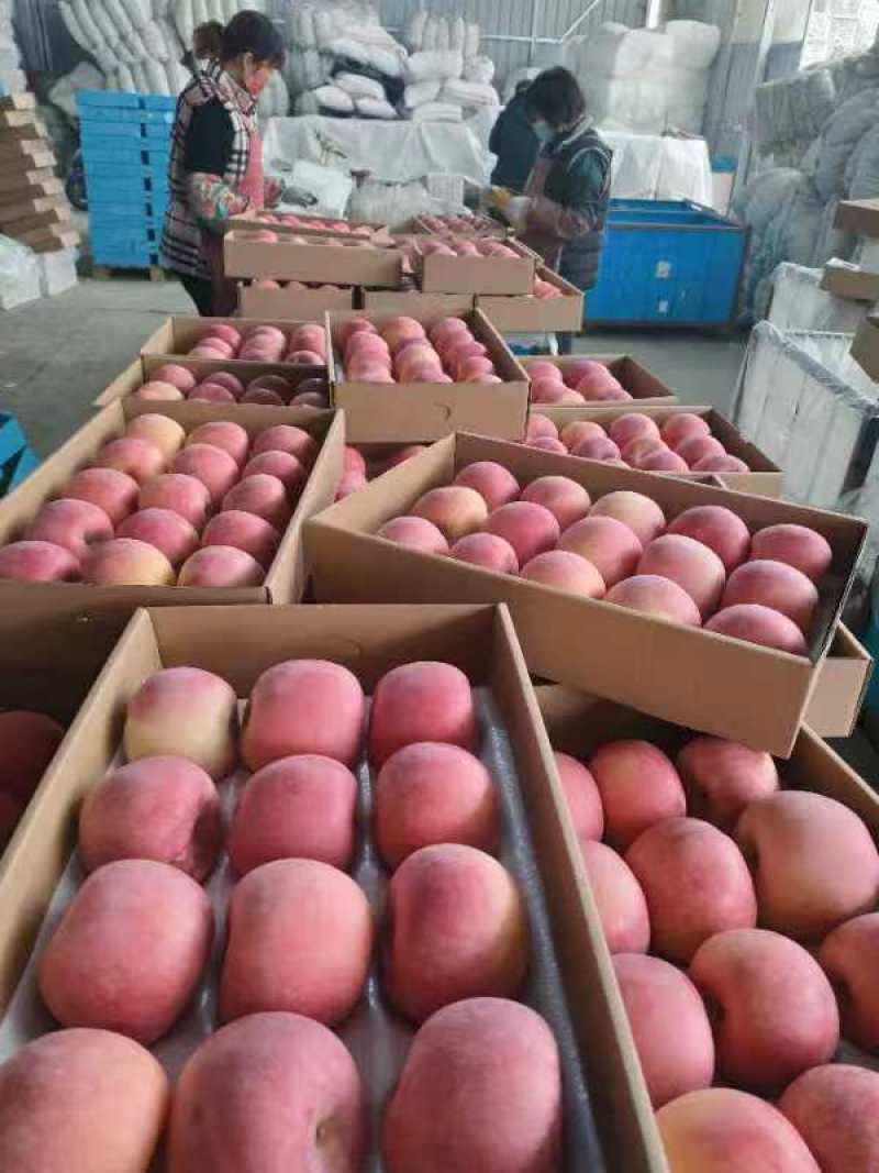 精品红富士苹果新鲜采摘量大从优质量保证欢迎咨询
