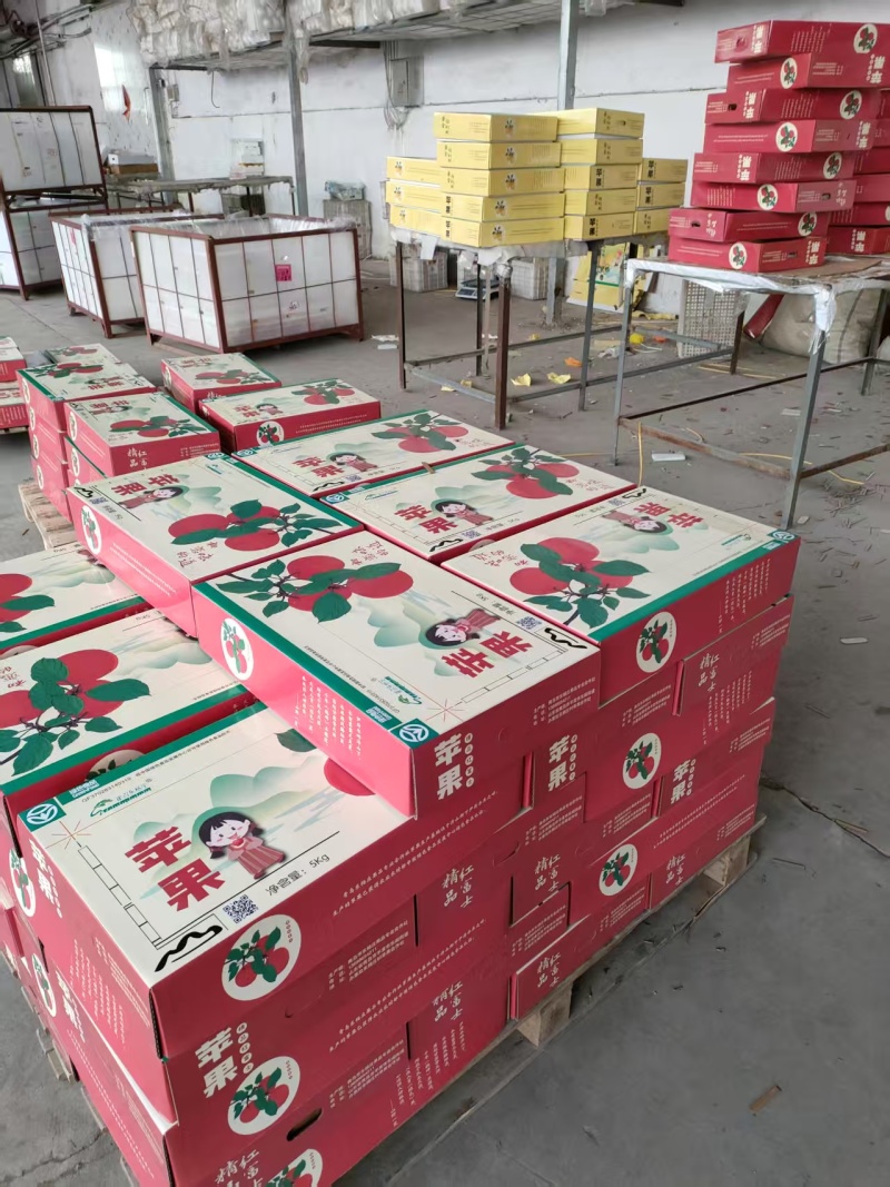 精品红富士苹果新鲜采摘量大从优质量保证欢迎咨询