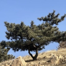 黑松，下山黑松，黑松毛坯，造型黑松，景观树，品质保证