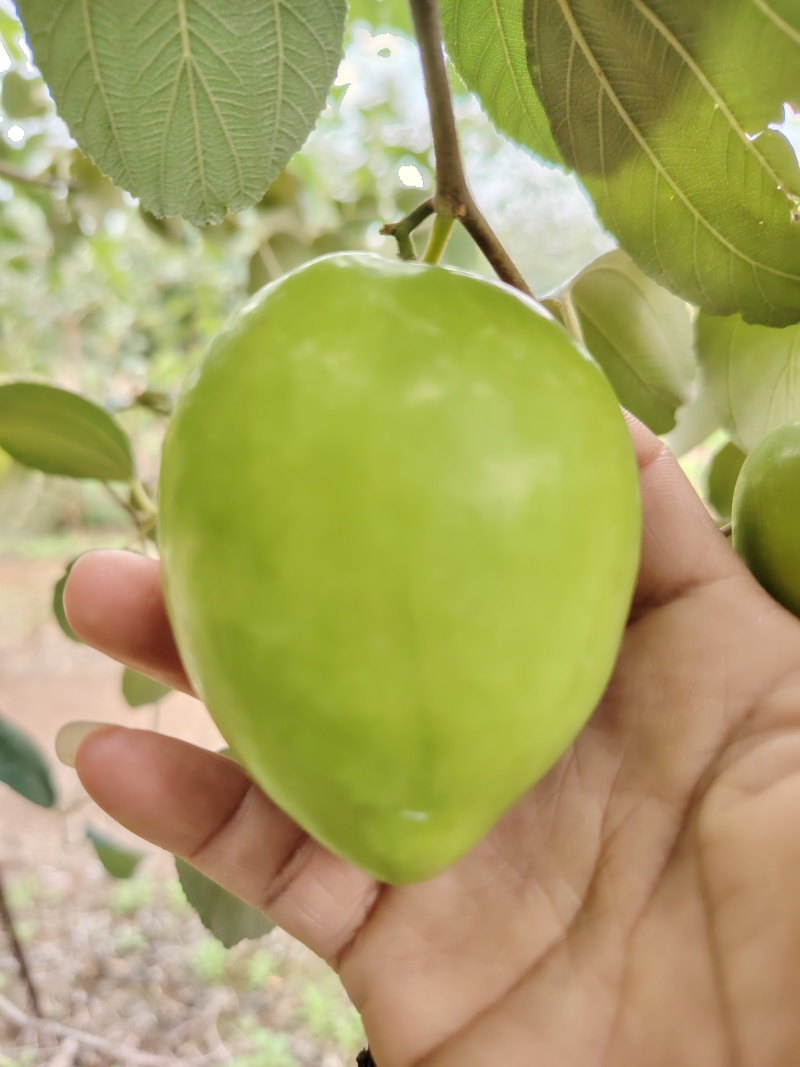 广东雷州青枣牛奶枣，大量供应市场电商，实力代办，全国代发