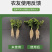 锐护生根剂原液移栽扦插育苗果树蔬菜植物通用生根剂微量元素