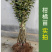 锐护生根剂原液移栽扦插育苗果树蔬菜植物通用生根剂微量元素