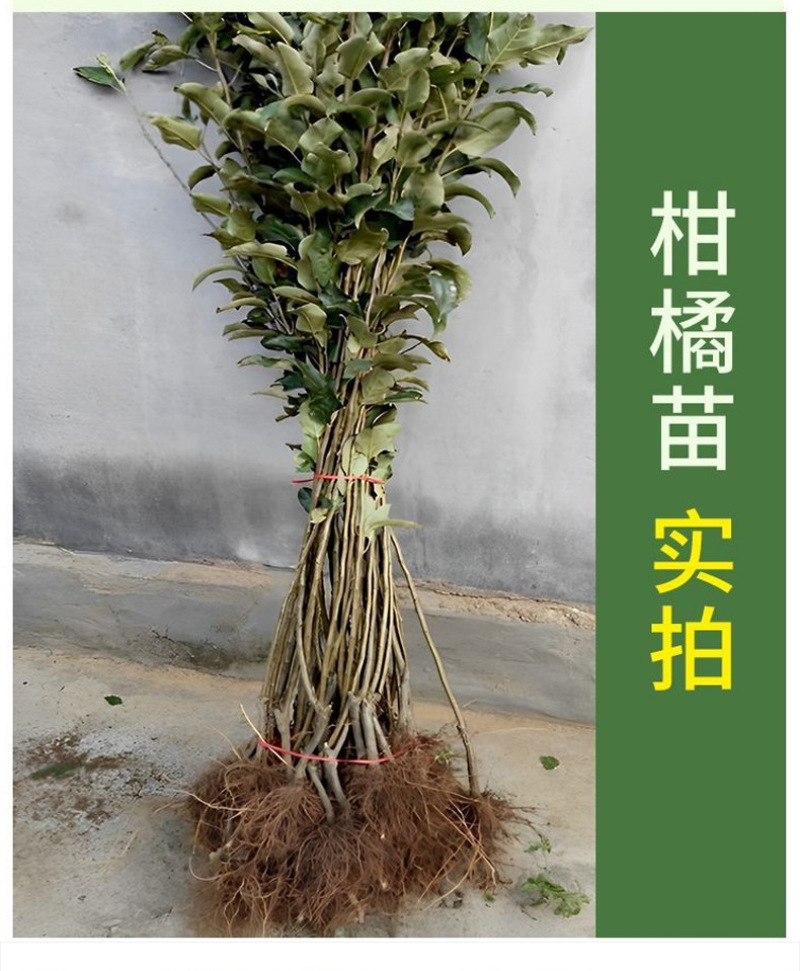 锐护生根剂原液移栽扦插育苗果树蔬菜植物通用生根剂微量元素