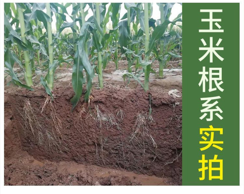 锐护生根剂原液移栽扦插育苗果树蔬菜植物通用生根剂微量元素