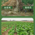 锐护生根剂原液移栽扦插育苗果树蔬菜植物通用生根剂微量元素