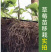 锐护生根剂原液移栽扦插育苗果树蔬菜植物通用生根剂微量元素