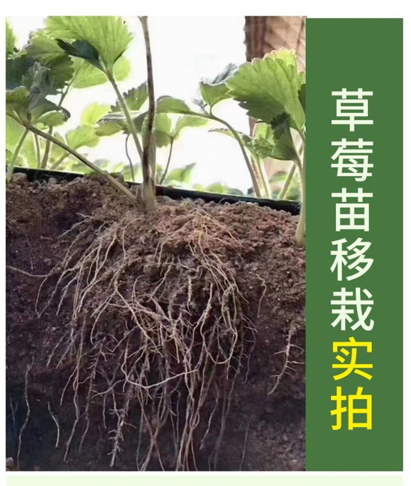 锐护生根剂原液移栽扦插育苗果树蔬菜植物通用生根剂微量元素