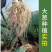 锐护生根剂原液移栽扦插育苗果树蔬菜植物通用生根剂微量元素