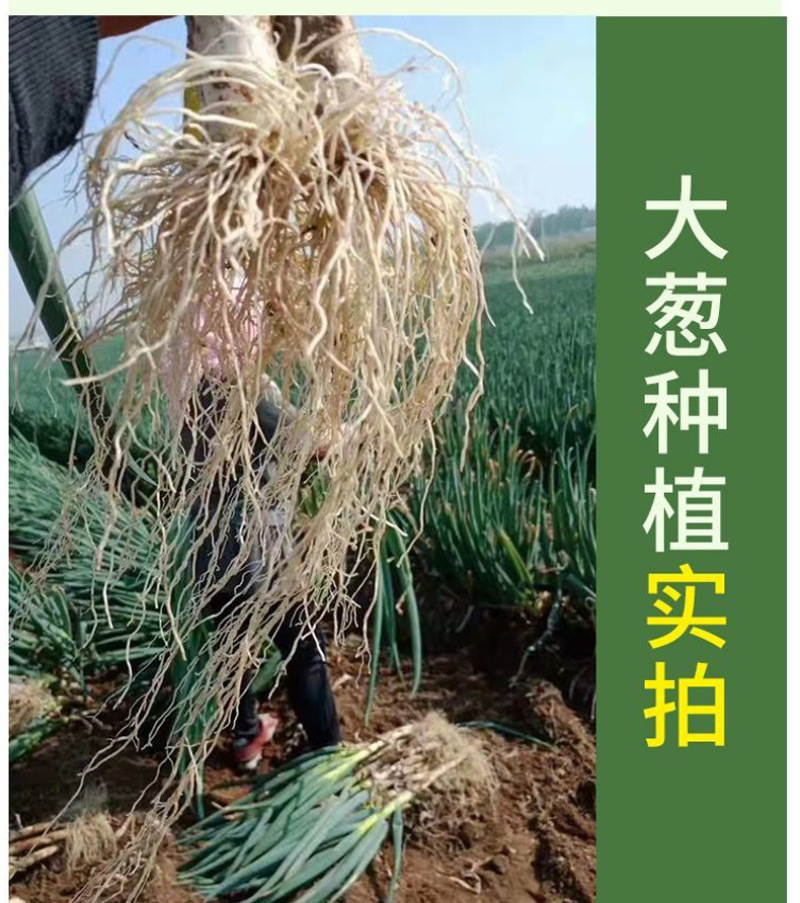 锐护生根剂原液移栽扦插育苗果树蔬菜植物通用生根剂微量元素