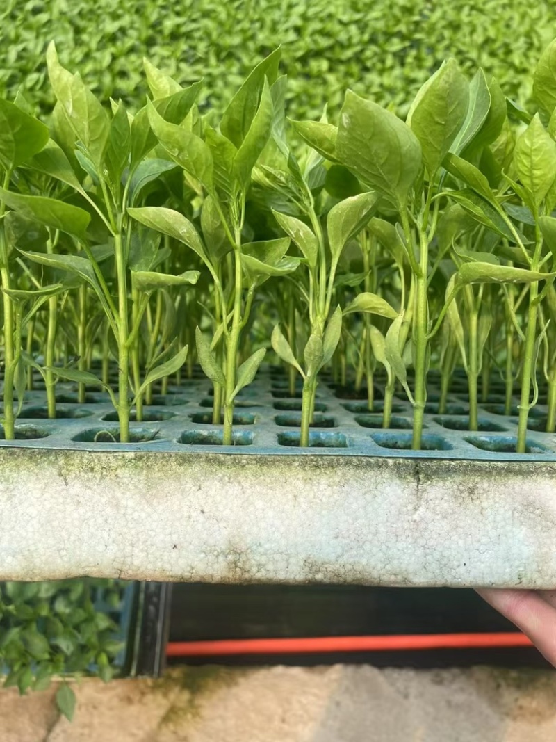 线椒苗