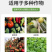 锐护地变果满聚能多肽氮肥水溶肥料蔬菜果树通用多肽氮水剂肥