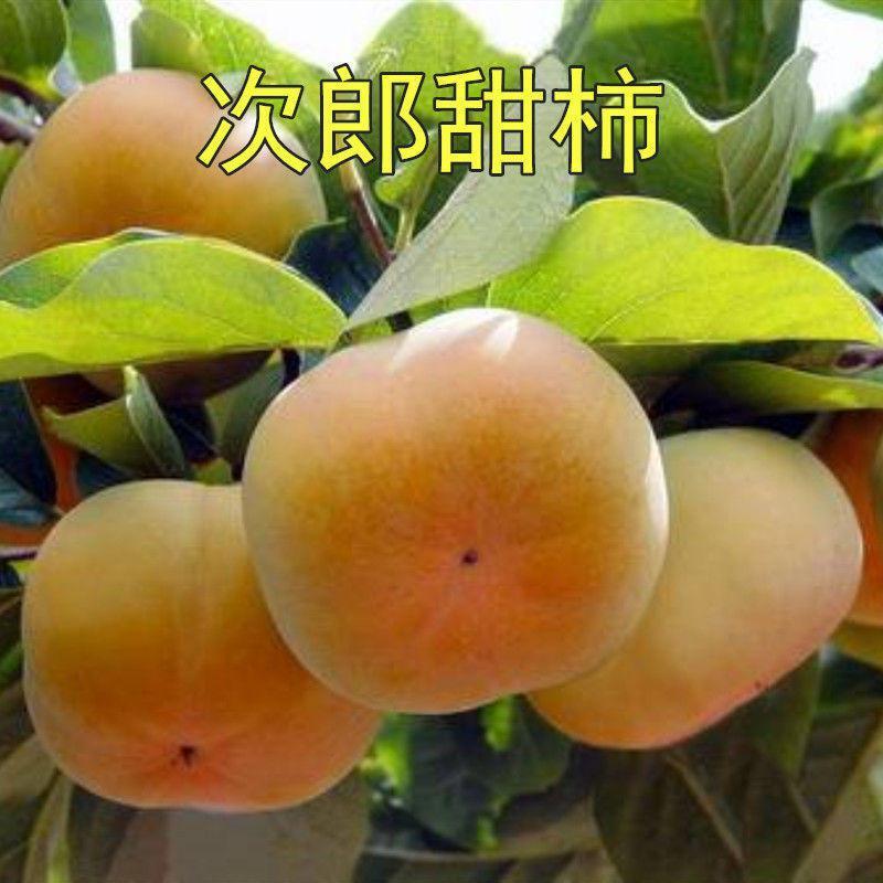 精品脆皮柿子