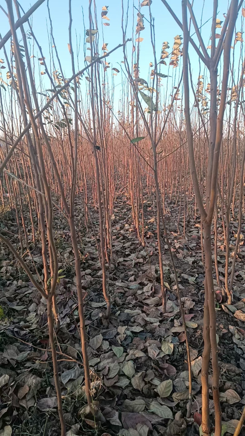 精品脆皮柿子
