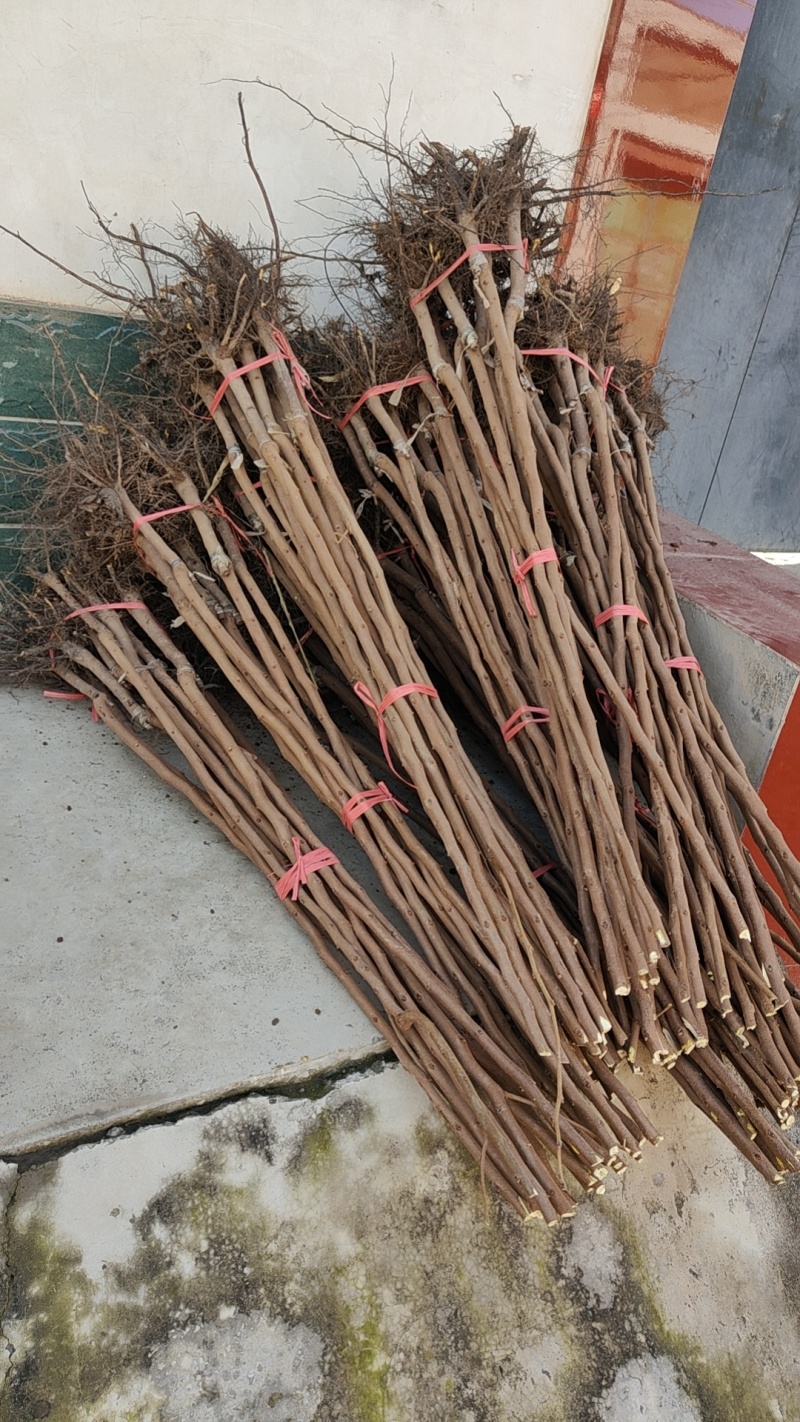 精品脆皮柿子