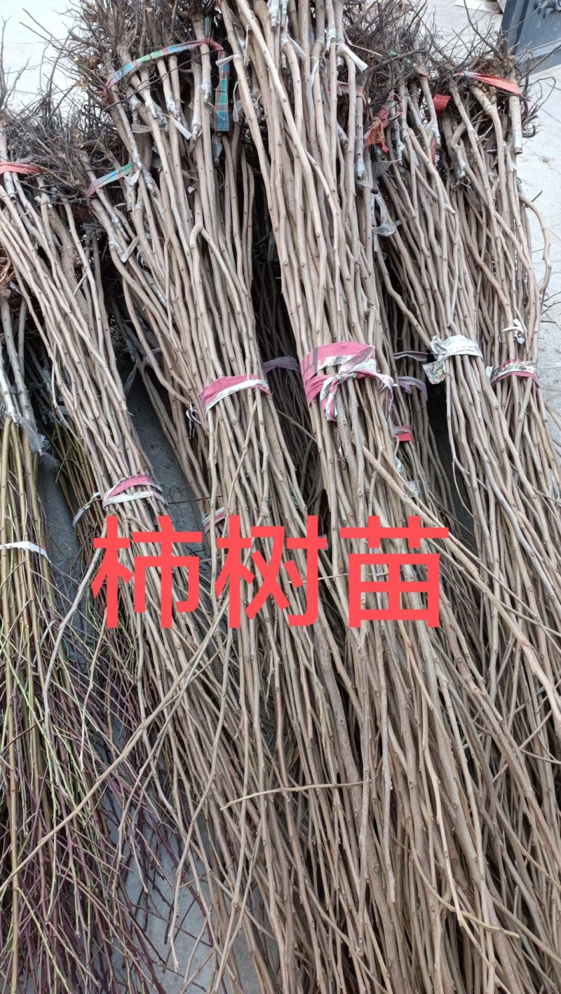 精品脆皮柿子