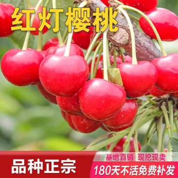 红灯樱桃苗，好管理，产量高，乃成活，个头大，果子硬，包邮