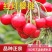 红灯樱桃苗，好管理，产量高，乃成活，个头大，果子硬，包邮