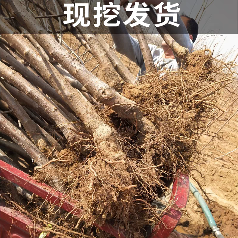 红灯樱桃苗，好管理，产量高，乃成活，个头大，果子硬，包邮