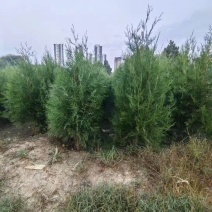 侧柏杯苗侧柏土球侧柏各种规格侧柏营养杯侧柏需要各种规格都