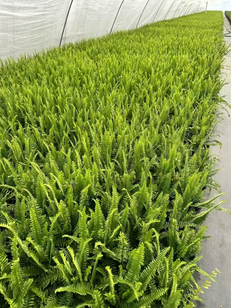 肾蕨1加仑、180杯基地有量，价格优，欢迎来一亩田订购。
