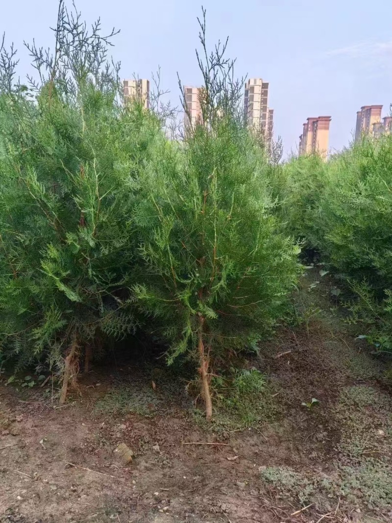 侧柏杯苗侧柏土球侧柏各种规格侧柏营养杯侧柏需要各种规格都
