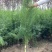侧柏杯苗侧柏土球侧柏各种规格侧柏营养杯侧柏需要各种规格都