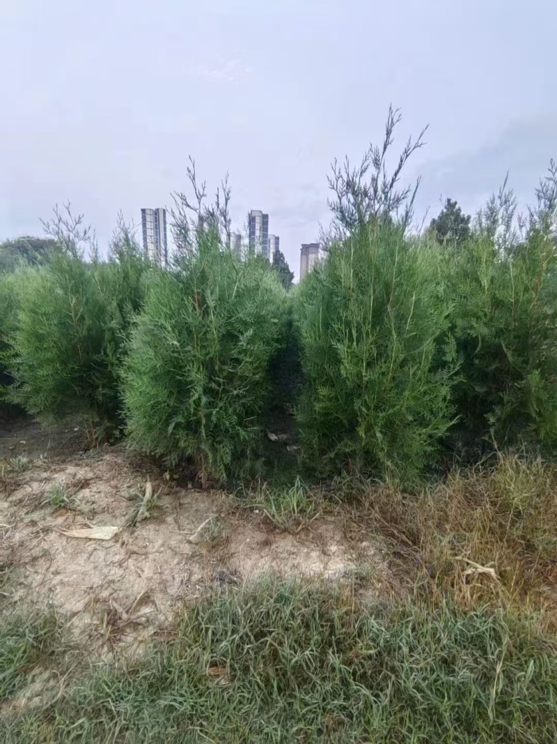 侧柏杯苗侧柏土球侧柏各种规格侧柏营养杯侧柏需要各种规格都