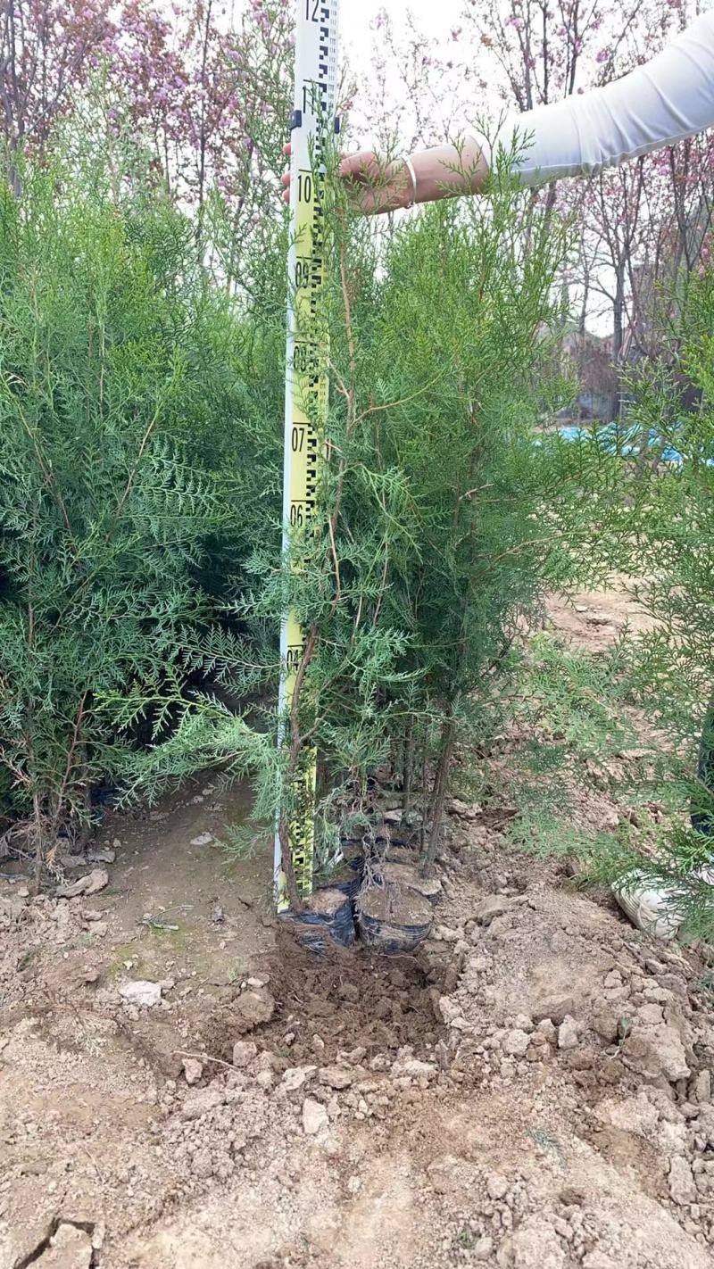 侧柏杯苗侧柏土球侧柏各种规格侧柏营养杯侧柏需要各种规格都
