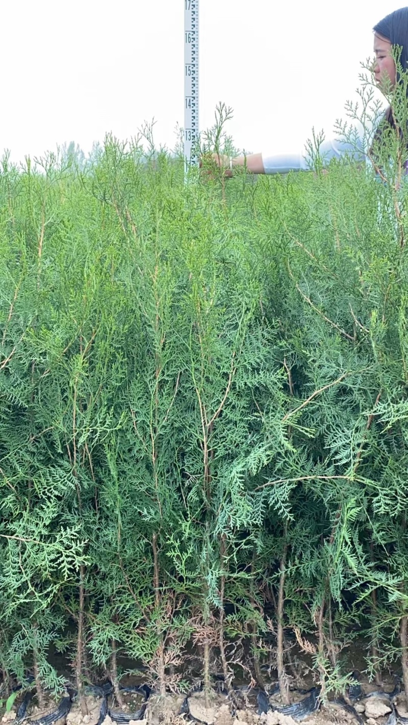 侧柏杯苗侧柏土球侧柏各种规格侧柏营养杯侧柏需要各种规格都
