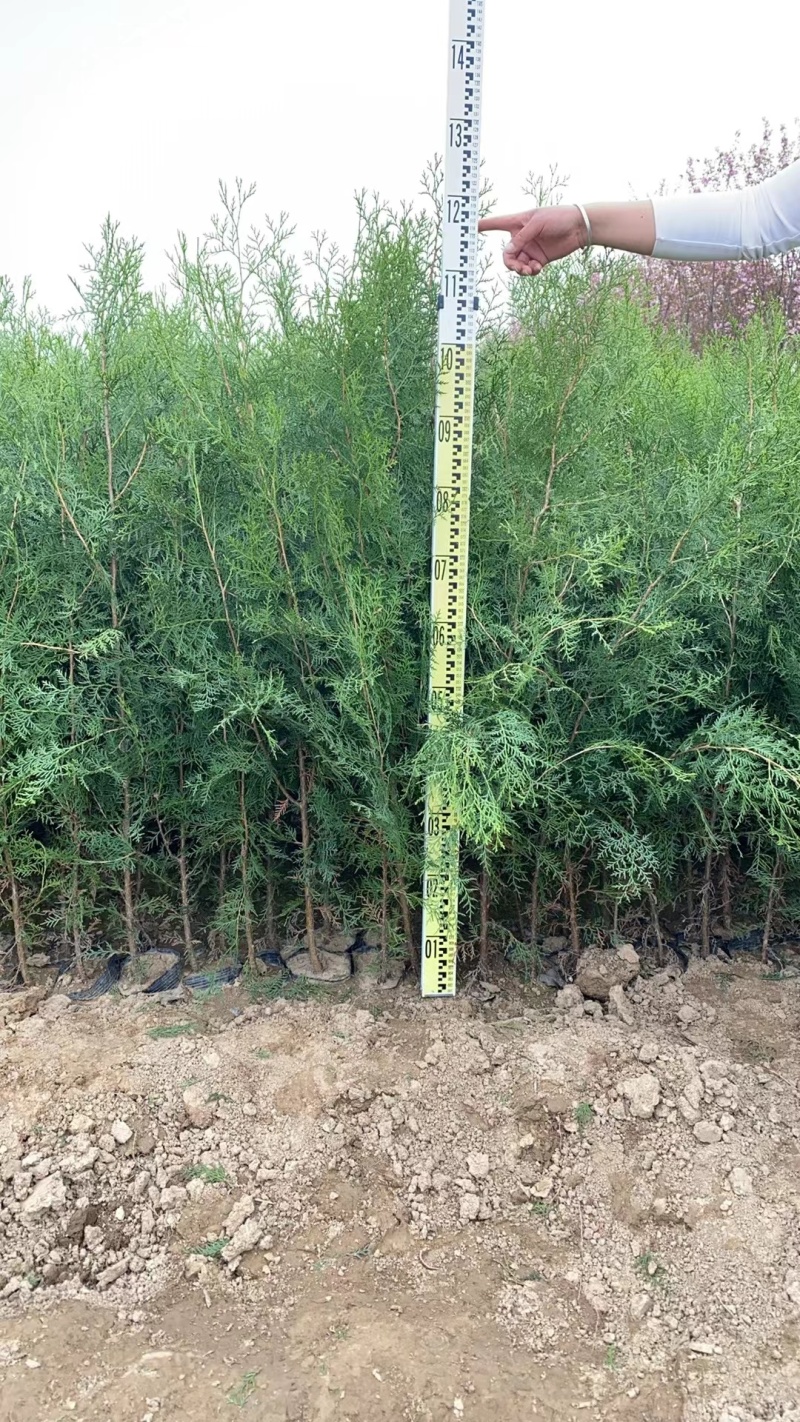 侧柏杯苗侧柏土球侧柏各种规格侧柏营养杯侧柏需要各种规格都