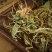 紫花地丁1公斤中药材野生新货苦地丁草地丁中草药箭头草犁头草