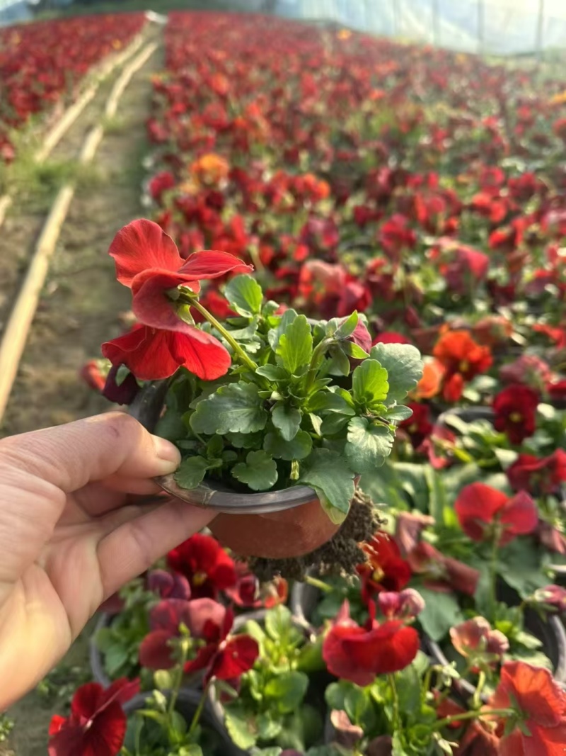 花卉盆景，三色堇，基地有量，欢迎来一亩田订购。